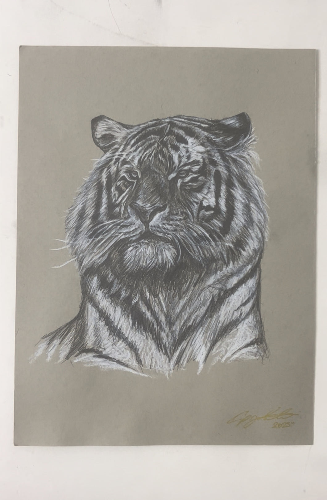 Tiger Drawing - Original